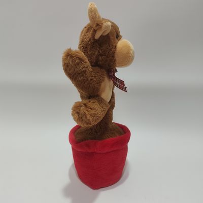 Τραγουδώντας και Χορεύοντας Αγριόχοιρη αγελάδα