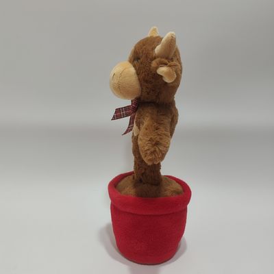 Τραγουδώντας και Χορεύοντας Αγριόχοιρη αγελάδα